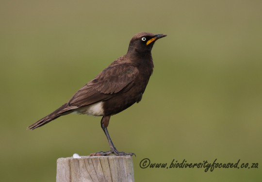 Pied Starling (Spreo bicolor)