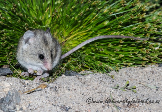 Grey Climbing Mouse (Dendromus melanotis)