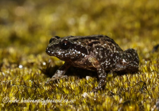 Northern Moss Frog (Arthroleptella subvoce)