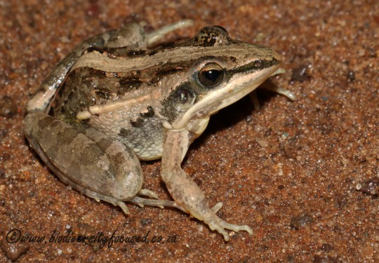 Broad-banded Grass Frog (Ptychadena mossambica)