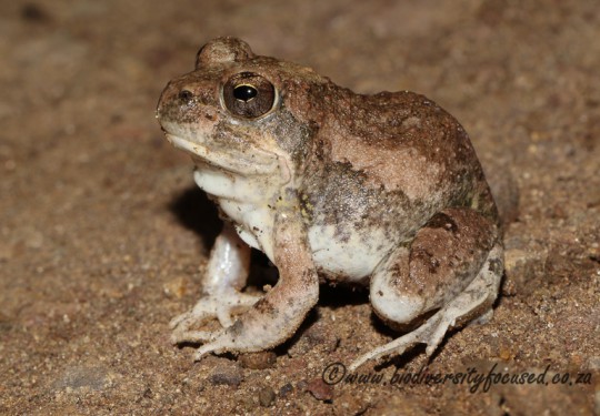 Russet-backed Sand Frog (Tomopterna marmorata) 