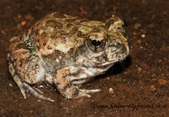 Tremolo Sand Frog (Tomopterna cryptotis)