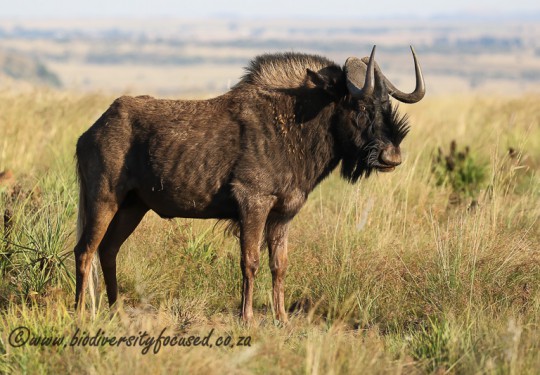 Black Wildebeest (Connochaetes gnou)