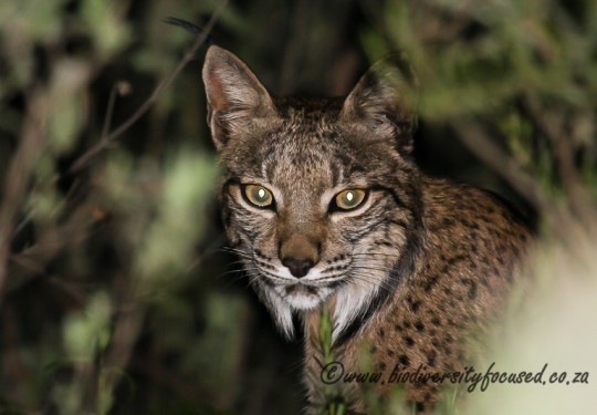 Iberian Lynx (Lynx pardinus) 