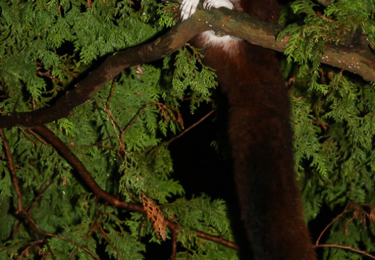 Red and White Giant Flying Squirrel (Petaurista alborufus)
