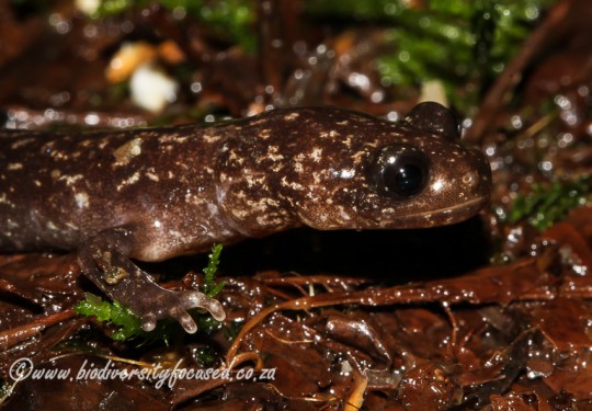 Sonans Salamander (Hynobius sonain)