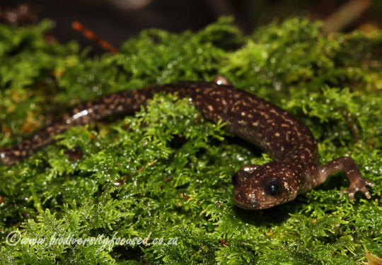 Sonans Salamander (Hynobius sonain)