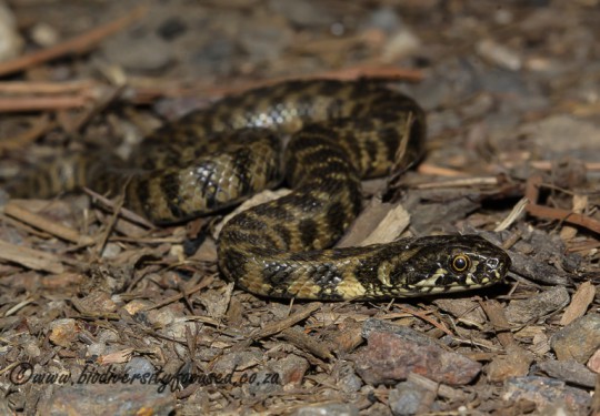 Viperine Snake (Natrix maura) 