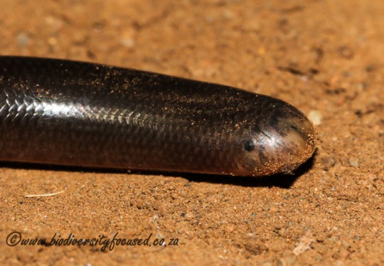 Bibrons Blind Snake (Afrotyphlops bibronii)