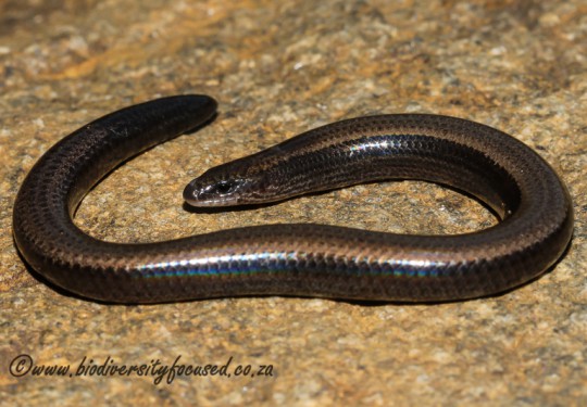 Mozambique Dwarf Burrowing Skink (Scelotes mossambicus)