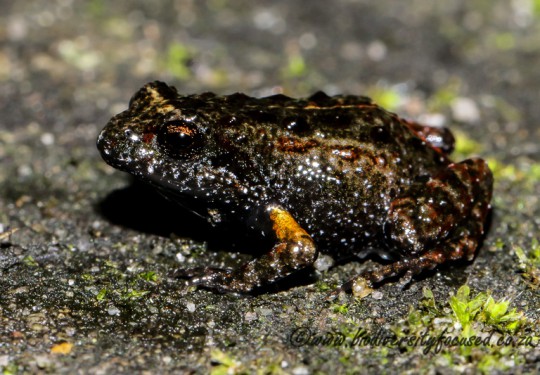 Riviersonderend Mountains Moss Frog (Arthroleptella atermina) 