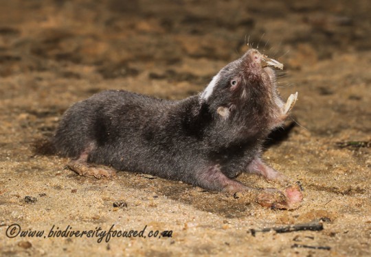 Damara Mole-rat (Fukomys damarensis)