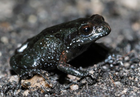 Klein Drakenstein Mountain Moss Frog (Arthroleptella draconella)