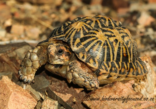 Tent Tortoise (Psammobates tentorius tentorius)