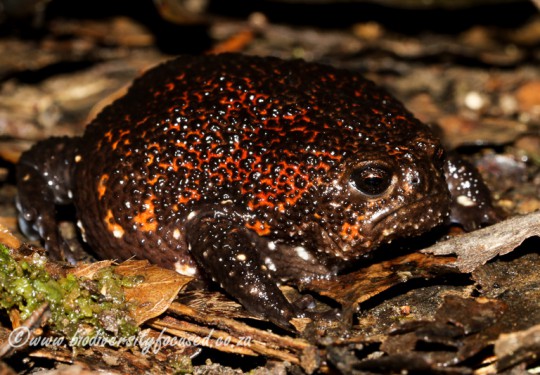 Strawberry Rain Frog (Breviceps acutirostris)