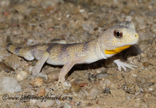 Carps Barking Gecko (Ptenopus carpi)