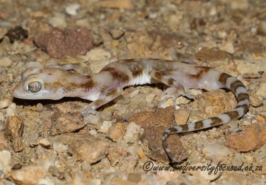 Kochs Thick-toed Gecko (Pachydactylus kochii)
