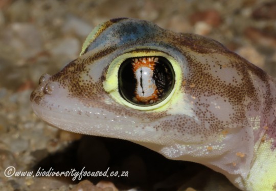 Namib Dune Gecko (Pachydactylus rangeri)