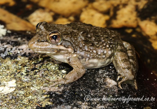 Cape River Frog (Amietia fuscigula)