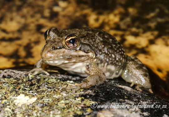 Cape River Frog (Amietia fuscigula)