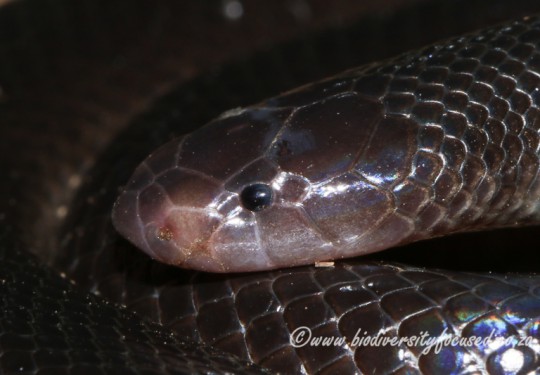 Bibrons Stiletto Snake (Atractaspis bibronii)