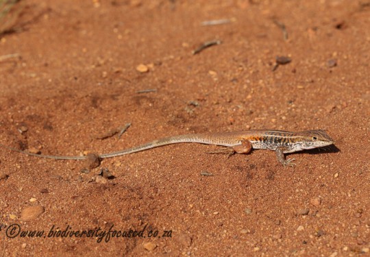 Bushveld Lizard (Heliobolus lugubris)