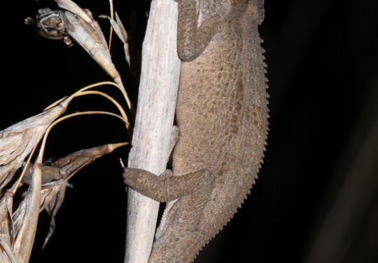 Kwazulu Dwarf Chameleon (Bradypodion melanocephalum)