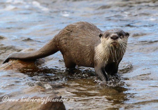 Cape Clawless Otter (Aonyx capensis)