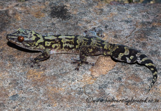 Hawequa Flat Gecko (Afroedura hawequensis) 