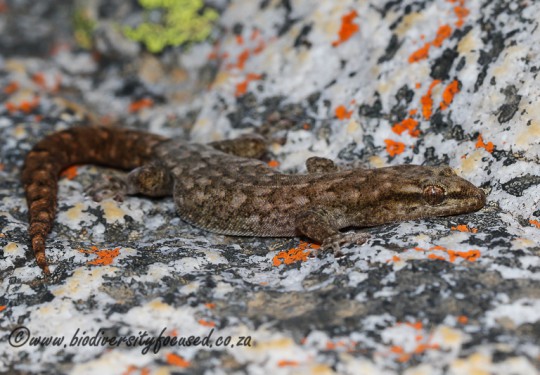 Hewitts Pygmy Gecko (Goggia hewitti)