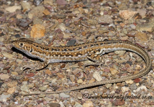 Knoxs Desert Lizard (Meroles knoxii)
