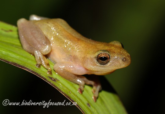 Pickersgills Reed Frog (Hyperolius pickersgilli)