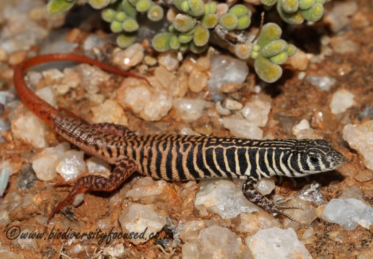 Western Sandveld Lizard (Nucras tessellata)