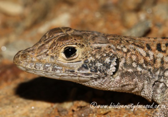 Spotted Desert Lizard (Meroles suborbitalis) 