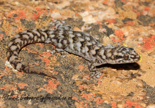 Matzikama Pygmy Gecko (Goggia matzikamaensis) 