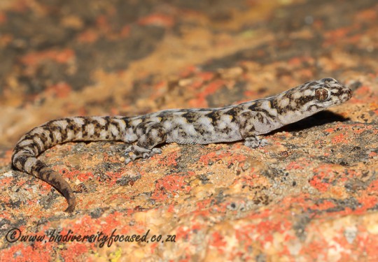 Matzikama Pygmy Gecko (Goggia matzikamaensis)