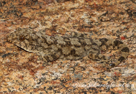 Namaqua Gecko (Pachydactylus namaquensis) 
