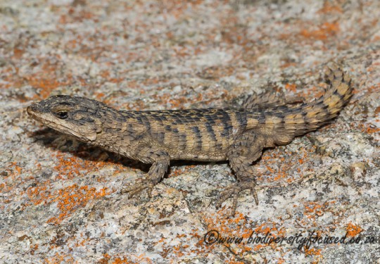 Rooiberg Girdled Lizard (Cordylus imkeae)