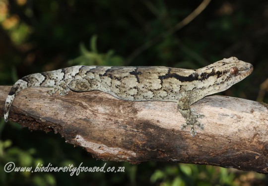 Arnolds Velvet Gecko (Homopholis arnoldi)