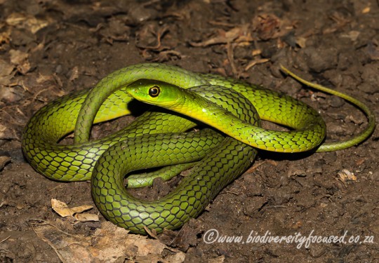 Eastern Natal Green Snake (Philothamnus natalensis natalensis)