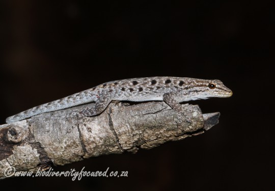 Makgabeng Dwarf Gecko (Lygodactylus nigropunctatus nigropunctatus)