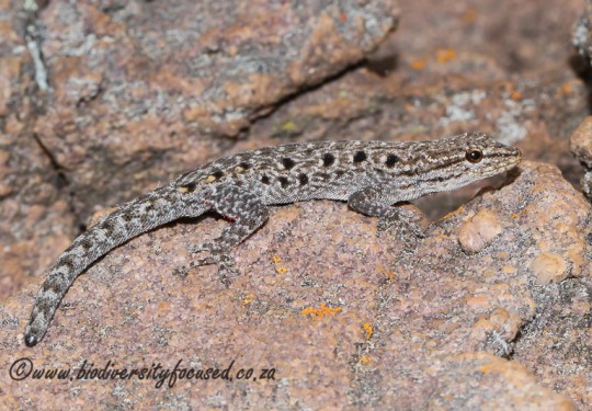 Makgabeng Dwarf Gecko (Lygodactylus nigropunctatus nigropunctatus) 