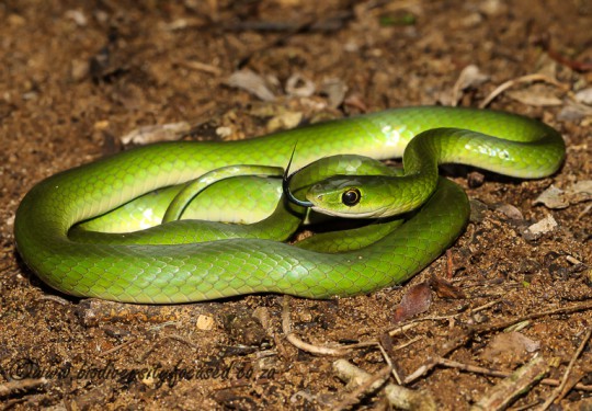Southeastern Green Snake (Philothamnus hoplogaster) 