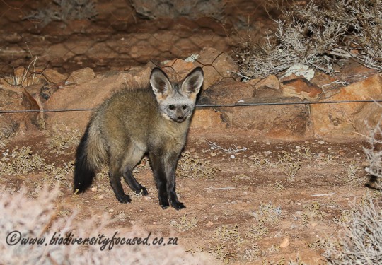 Bat-eared Fox (Otocyon megalotis)