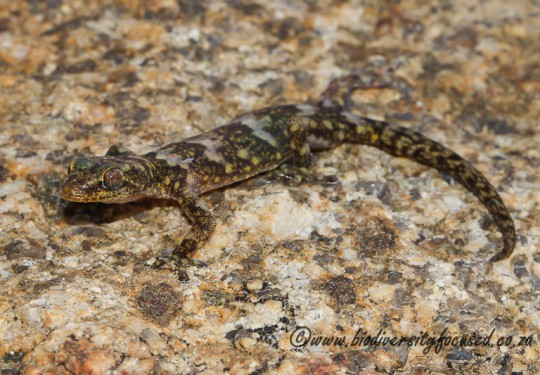 Namaqua Flat Gecko (Afroedura namaquensis) 