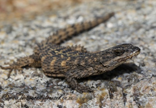 Rooiberg Girdled Lizard (Cordylus imkeae)