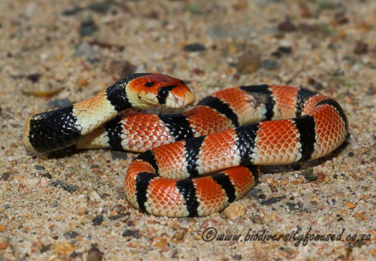 Coral Shield Cobra (Aspidelaps lubricus lubricus) 