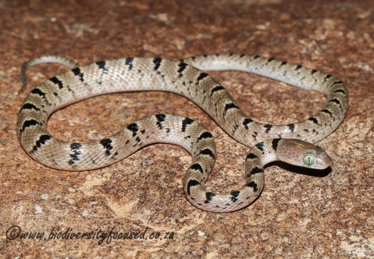 Damara Tiger Snake (Telescopus semiannulatus polystictus)