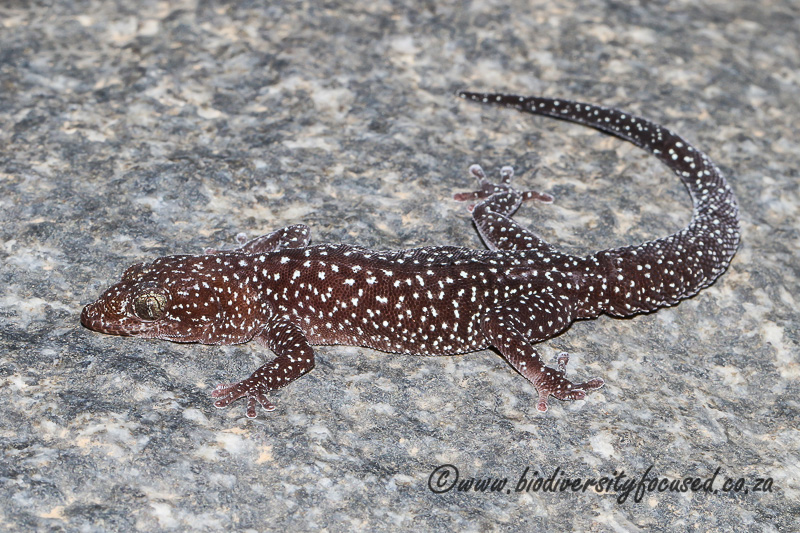 Marais's Gecko (Pachydactylus maraisi) © Dorse