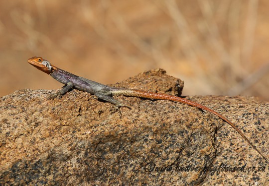 Namibian Rock Agama (Agama planiceps) - Male